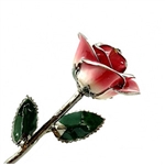 White to Red Platinum Trimmed Rose