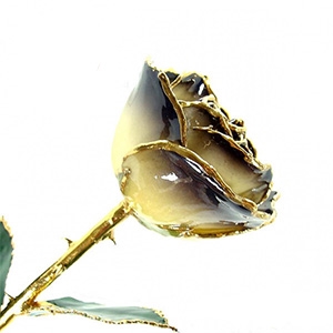 24K Gold Trimmed Rose, ivory to black bloom