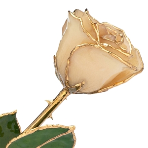 Vintage White Rose with 24 Karat Gold Trim