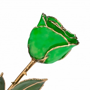 Green Rose Preserved Forever and Trimmed in 24K Gold