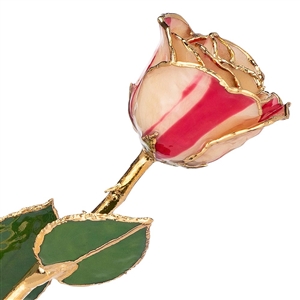 A real rose preserved in red and white peppermint colors trimmed in 24K gold