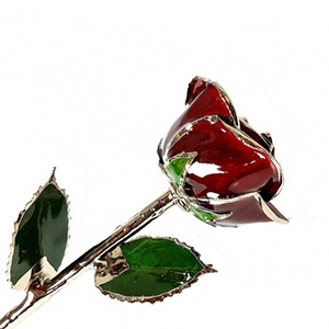 Burgundy Rose with real Platinum Trim Preserved Forever