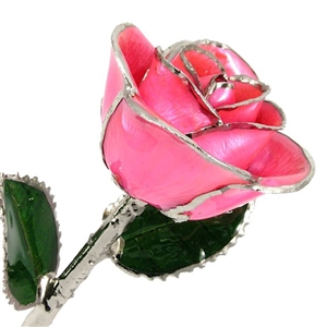 Breast Cancer Awareness Pink Rose Preserved Forever with Platinum Trim